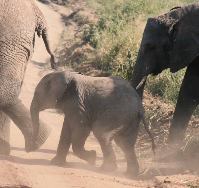 118 Days Romantic Tanzania