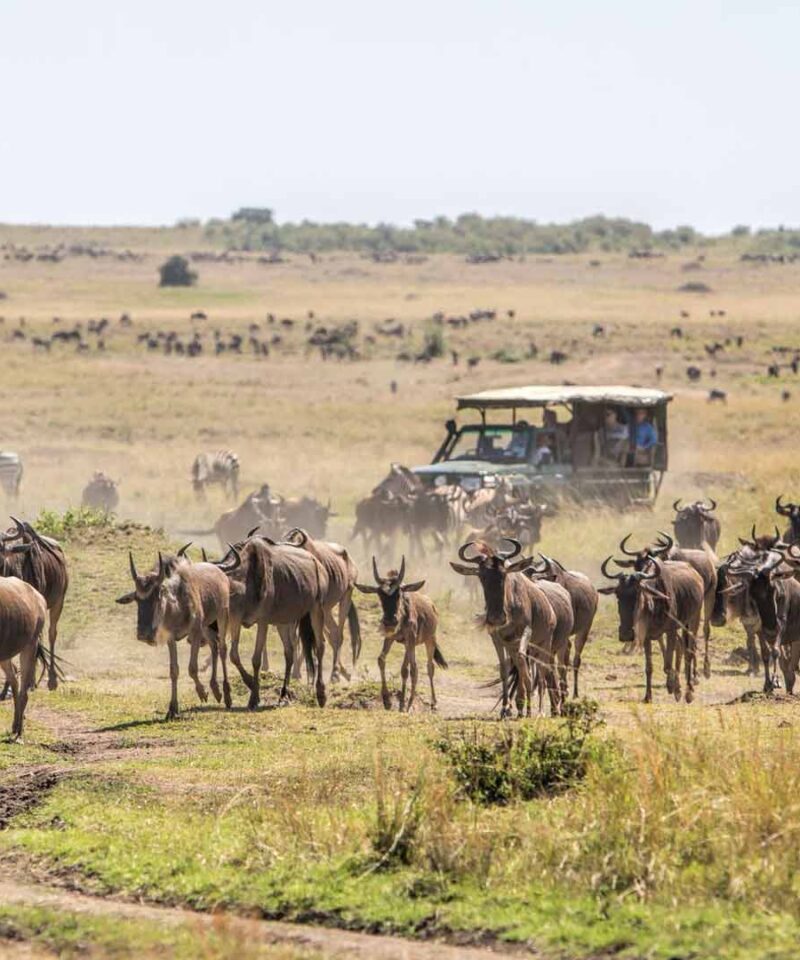 8 days best of kenya