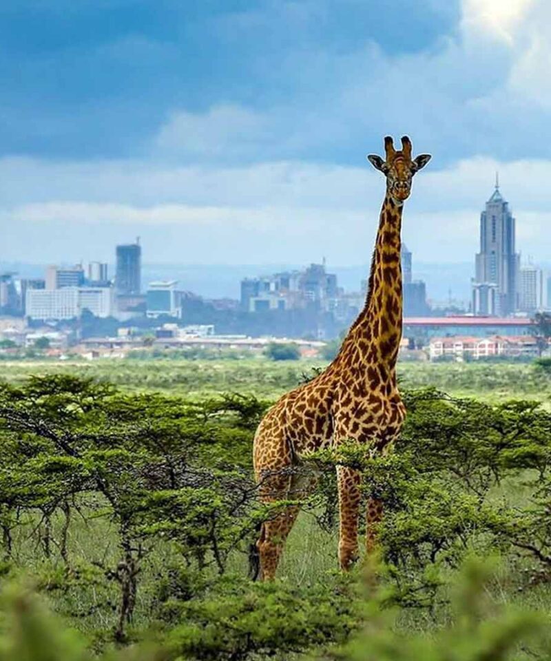 Nairobi National Park