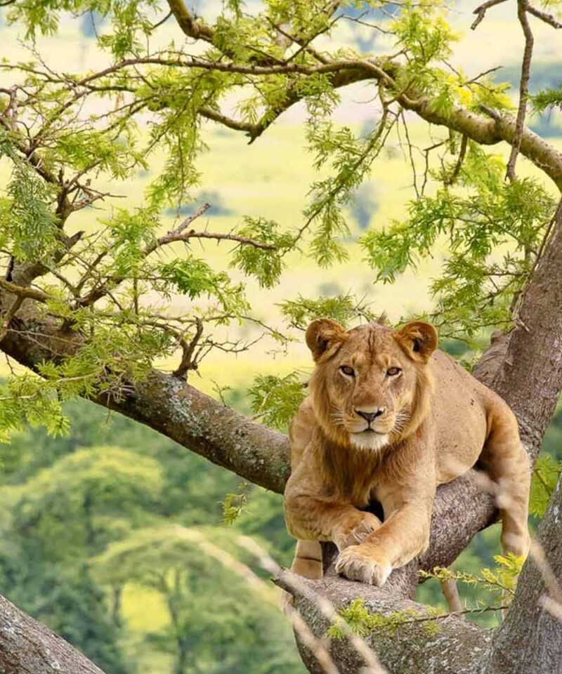 Queen Elizabeth National Park