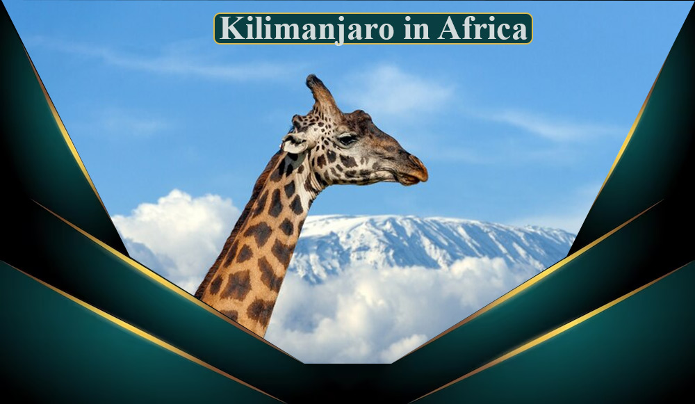 Kilimanjaro view  and a beautiful giraffe 