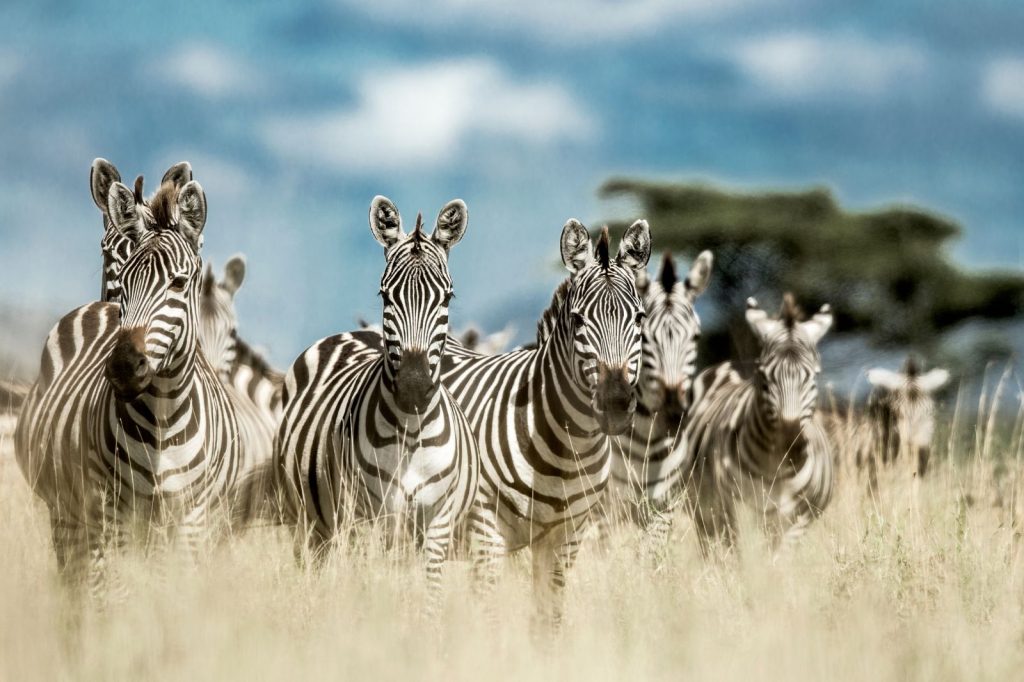 Stay in handpicked lodges or camps with expert-guided safaris