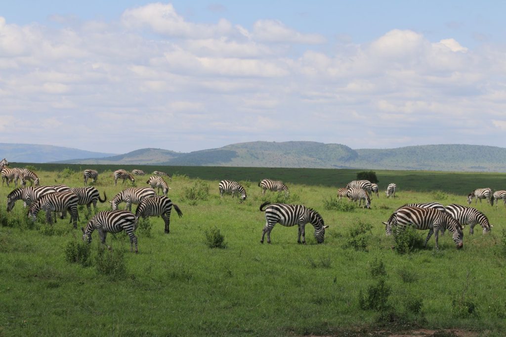Arusha walking safaris
