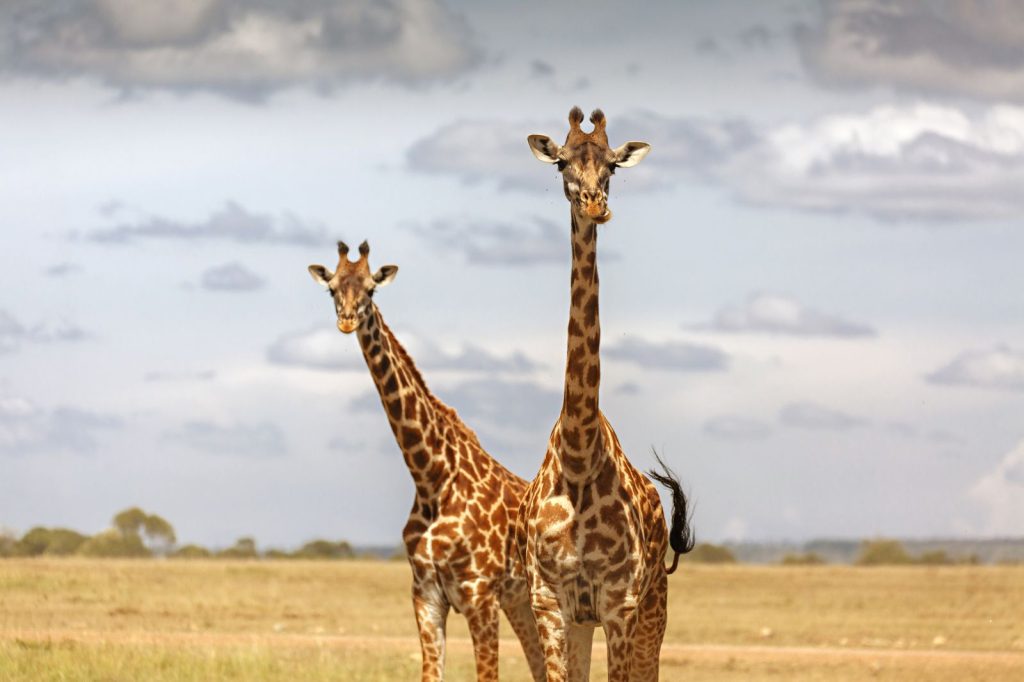 The original safari dates back to the 14th century when Arabs made their trading trips to east Africa. They weren’t really interested in wildlife back then as their main focus was trade, but these journeys, just like classic safaris, were planned for months, hence the term safari. Over time, Kenya wildlife safaris developed a new meaning when visitors, especially from Europe, started streaming into the country to escape bitter winters and to experience the African jungle up close. Today, there are more than 10 ways to explore the country including: Kenya family safaris, Kenya camping safaris, Kenya honeymoon safaris, Kenya beach safaris, Kenya wildlife safaris, small group journeys, and more.