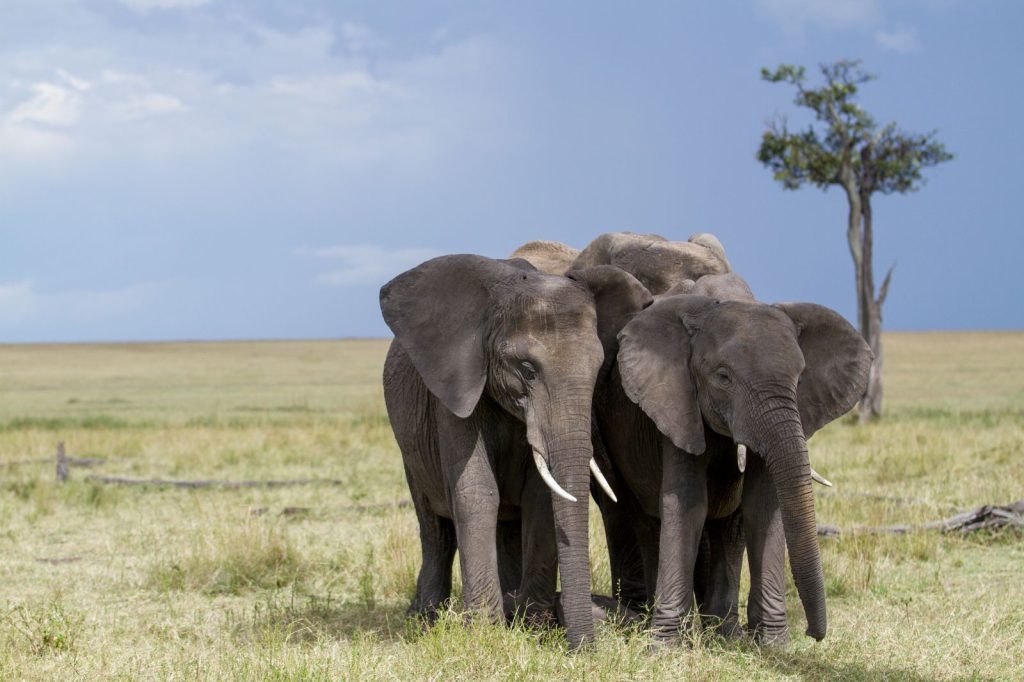 The original safari dates back to the 14th century when Arabs made their trading trips to east Africa. They weren’t really interested in wildlife back then as their main focus was trade, but these journeys, just like classic safaris, were planned for months, hence the term safari. Over time, Kenya wildlife safaris developed a new meaning when visitors, especially from Europe, started streaming into the country to escape bitter winters and to experience the African jungle up close. Today, there are more than 10 ways to explore the country including: Kenya family safaris, Kenya camping safaris, Kenya honeymoon safaris, Kenya beach safaris, Kenya wildlife safaris, small group journeys, and more.
