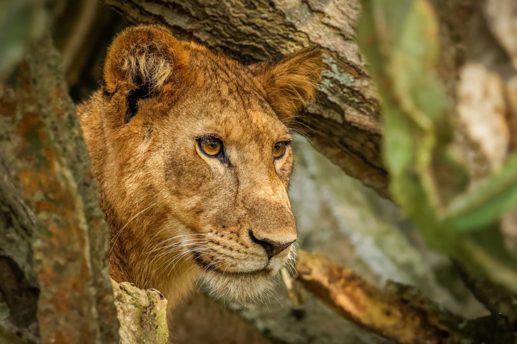Gorillas & Wildlife in Queen Elizabeth & Bwindi