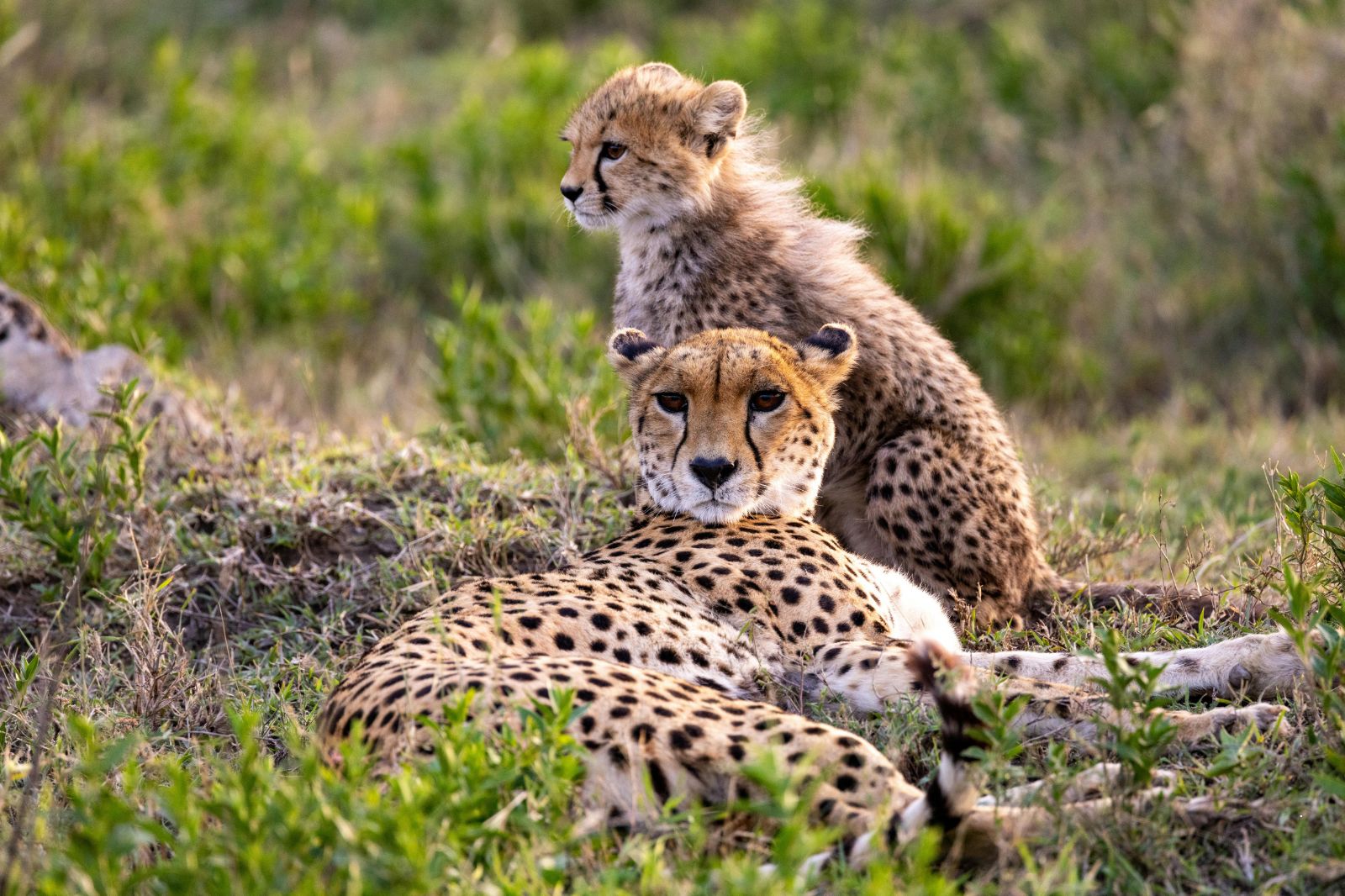 7 Days, 6 Nights Tanzania Safari