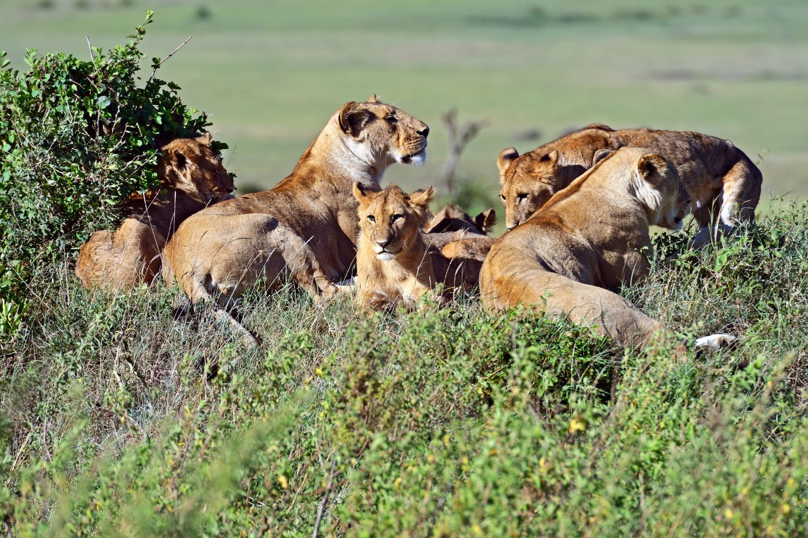& Unforgettable Journeys Across Africa