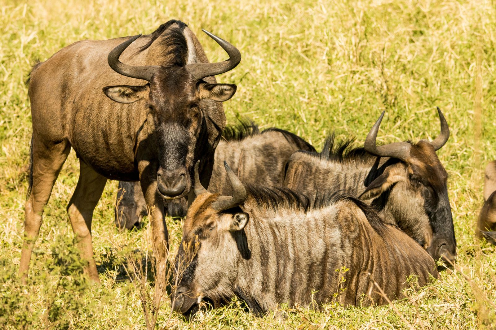 Discover the Annual Journey of the Wildebeest