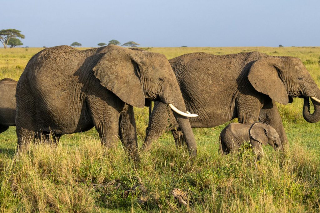 Discover the Best of Africa With Mama Africa Safaris