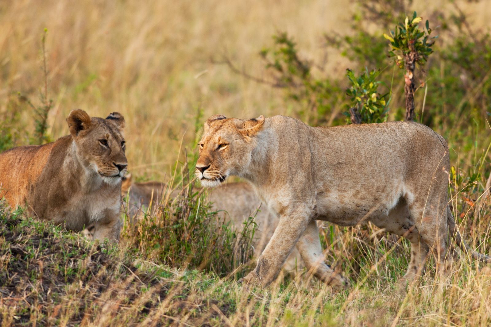 Explore 5 iconic parks