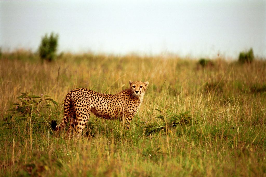 Discover Tanzania’s top parks in 7 days: Tarangire, Lake Manyara, Serengeti & Ngorongoro. Big Five encounters & unforgettable landscapes await!