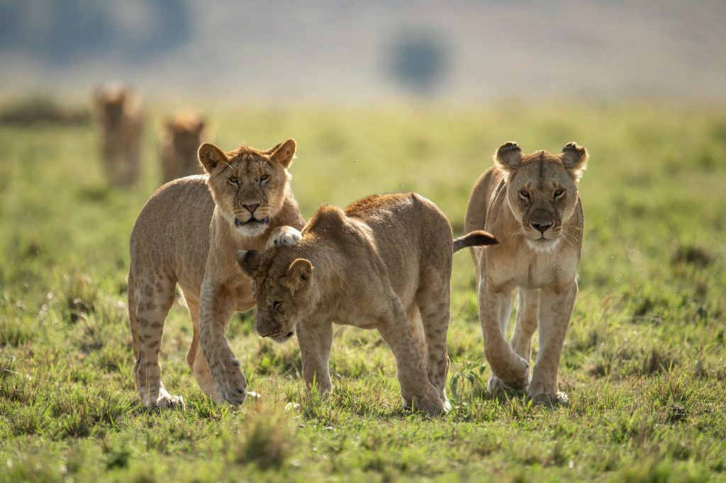 Where the Wild Roams Free – Discover Kenya’s Iconic Parks