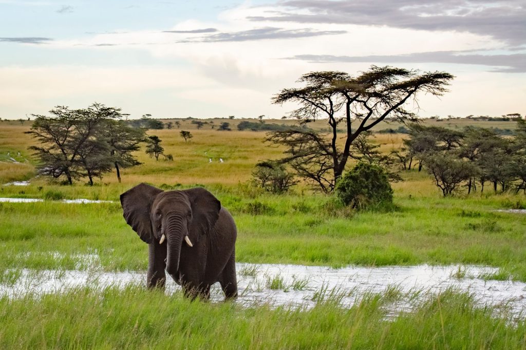 wildlife Tanzania