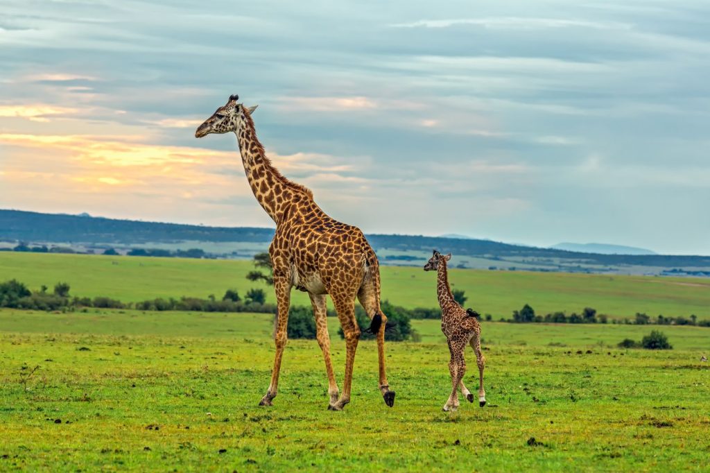 From Wild Savannahs to White Sands – The Best of Both Worlds