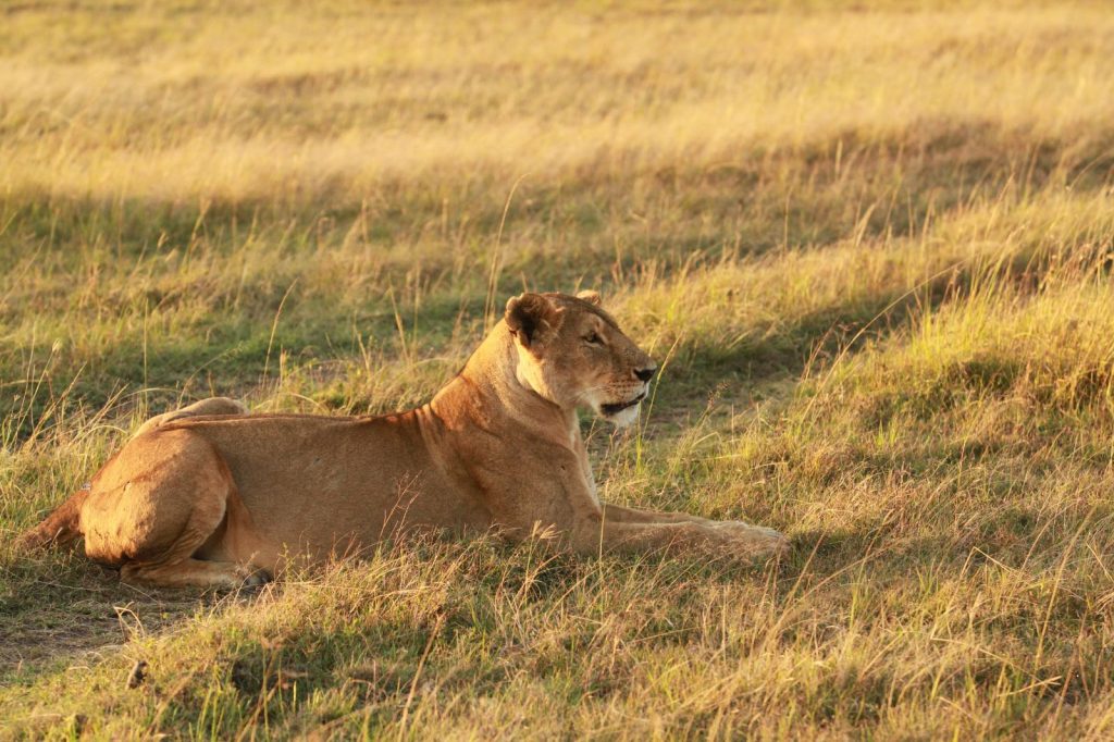 Day 07: Maasai Mara