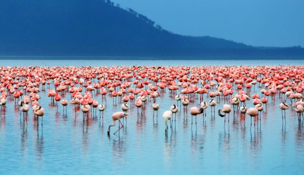 Day 04: Aberdares – Lake Nakuru